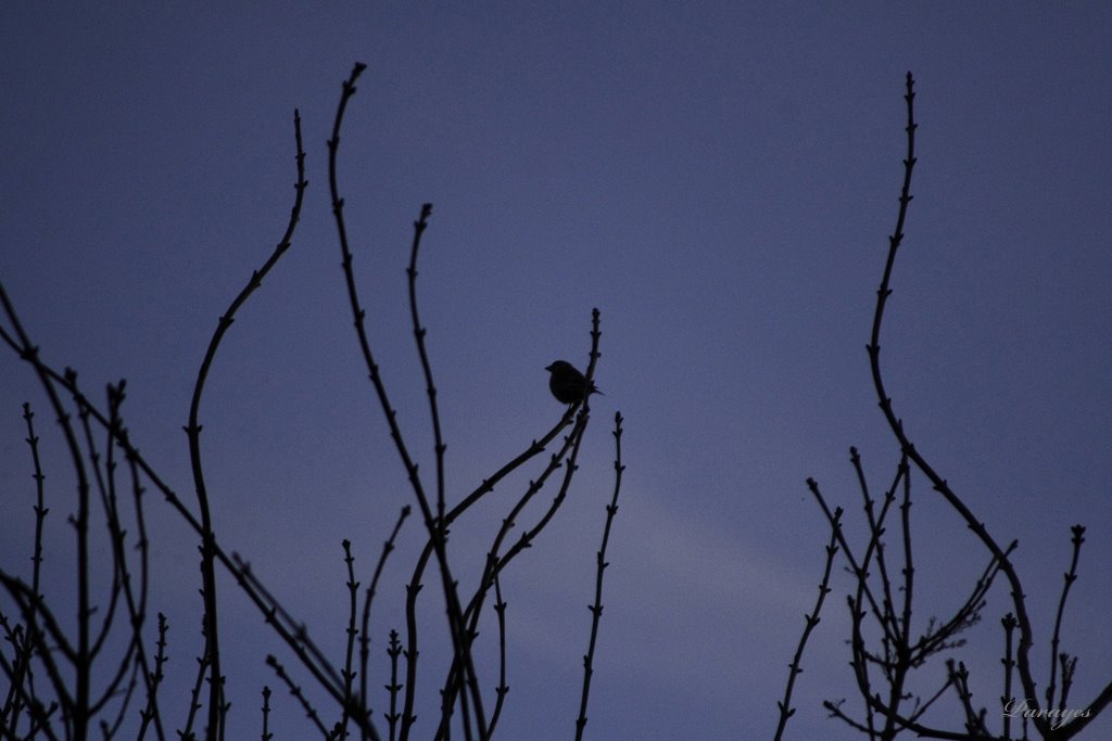 Des branches abritant un moineau aux aguets sur le fond bleu couchant