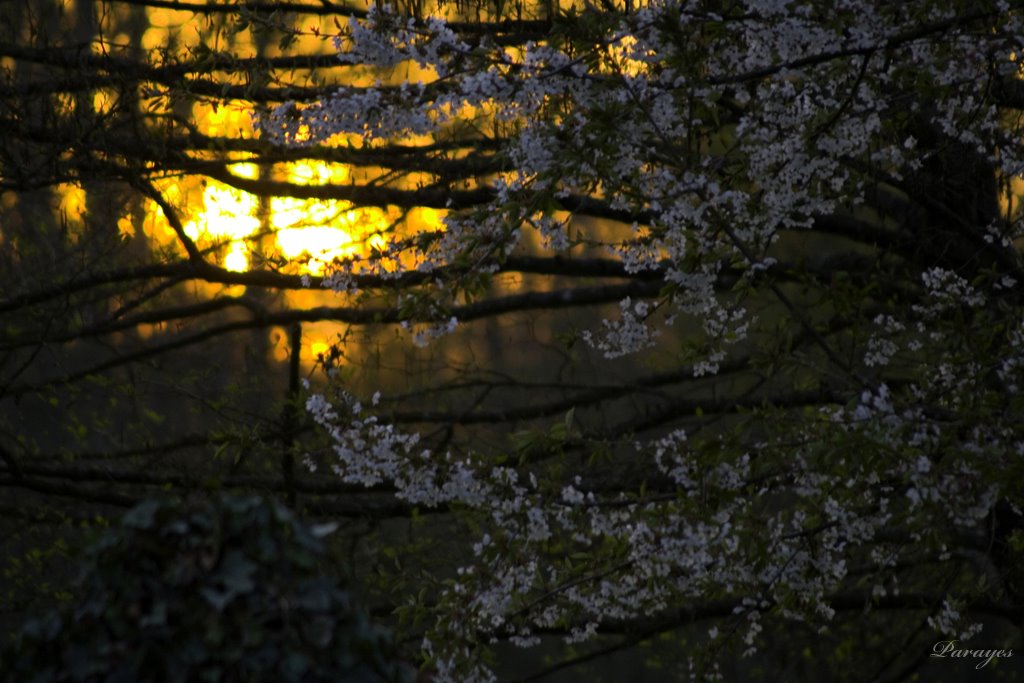 Soleil de fin de journée filtrant dans les branchages en fleurs d&rsquo;un cerisier