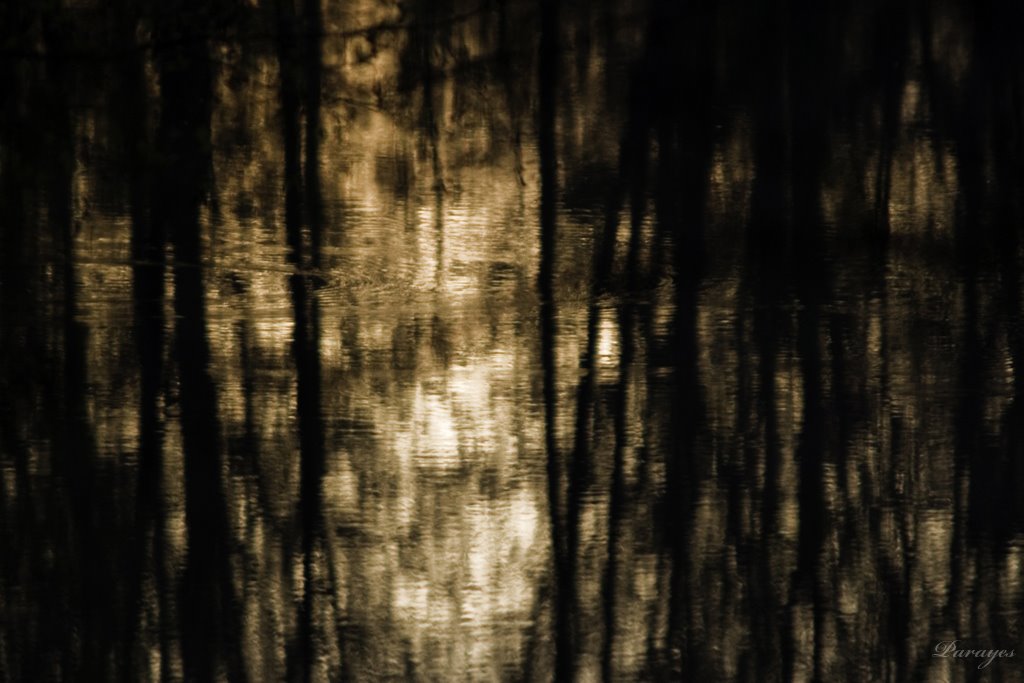Reflet d&rsquo;un sous-bois dans les ondulations d&rsquo;un lac