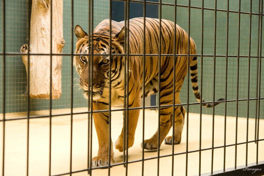 Le désespoir de l&rsquo;enfermement, le tigre tournant en rond, tête baissée, derrière son grillage