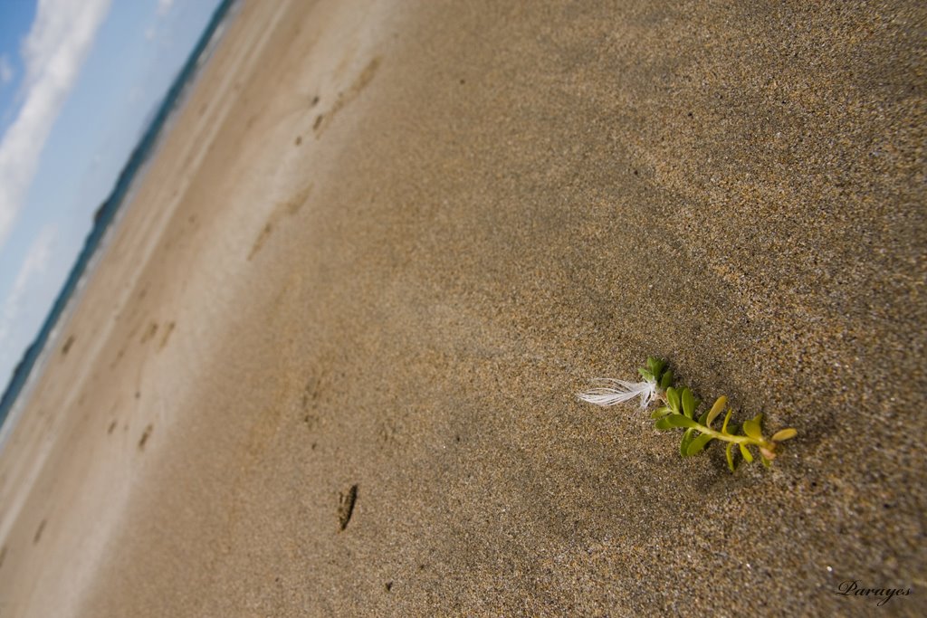 Petite algue abandonnée par la marée sur un banc de sable, retrouvera-t-elle un jour celle que l&rsquo;on constate si loin