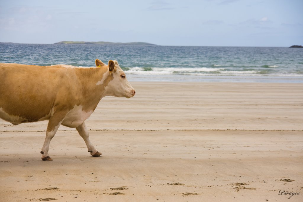 L&rsquo;avènement d&rsquo;une vache blonde se promenant sur la plage après son évasion de l&rsquo;enclos en amont